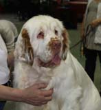 FINSpanielClubSpeciality2009_Vito