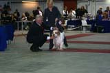 FINSpanielClubSpeciality2009_WorkingDog_Tage_c