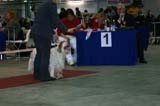 FINSpanielClubSpeciality2009_WorkingDog_Tage_f