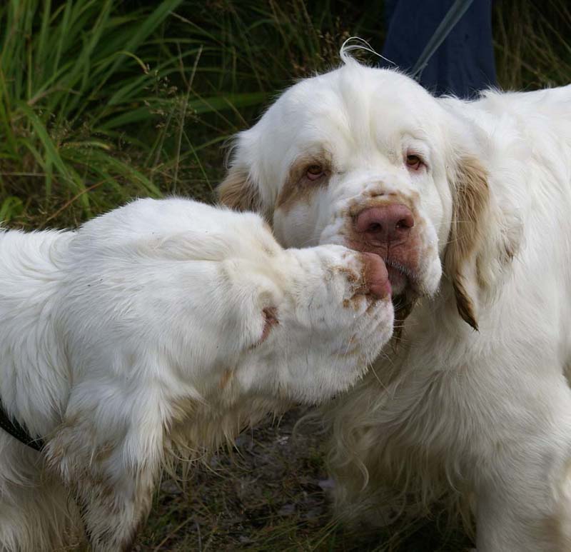 ST_Snow-How_ST_Viking_Finn