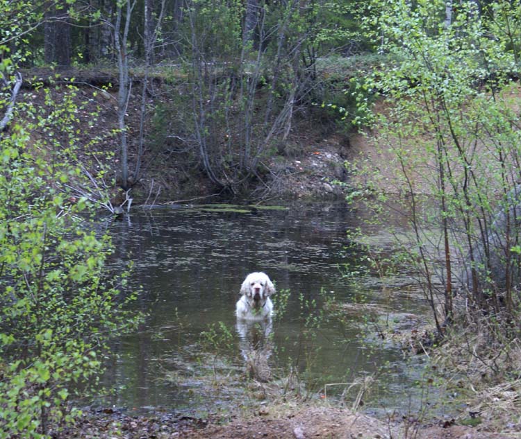 LooneyTunes_12May2011_r_bumbaa