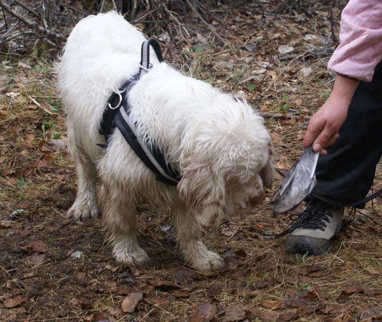 LooneyTunes_12May2011_v_Kojo