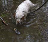 LooneyTunes_12May2011_p_alvin_b