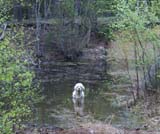 LooneyTunes_12May2011_r_bumbaa