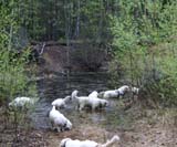 LooneyTunes_12May2011_t