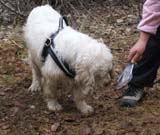 LooneyTunes_12May2011_v_Kojo