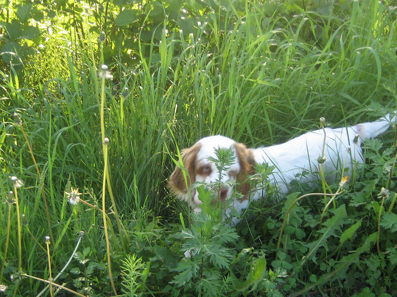 Badding_10-12weeks_c