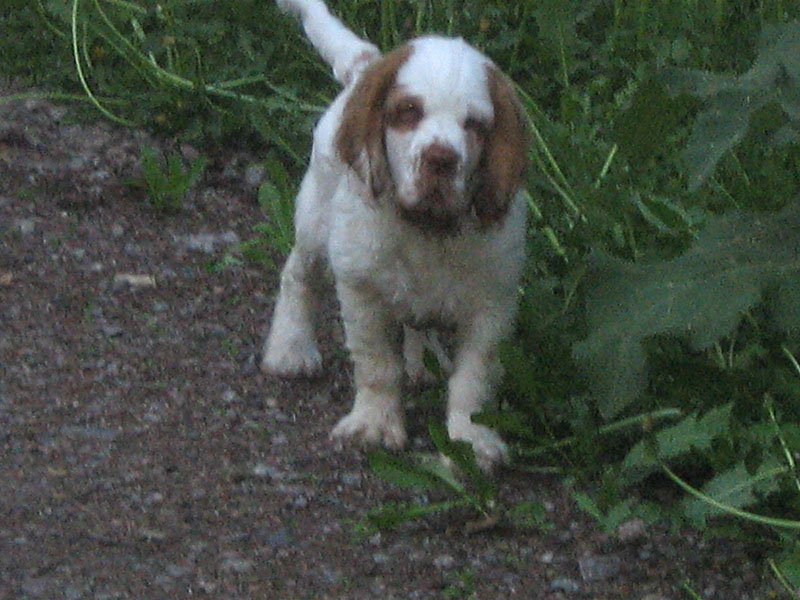 Badding_10-12weeks_d