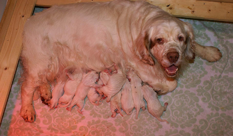 Bea_Reno_pups_1day_b