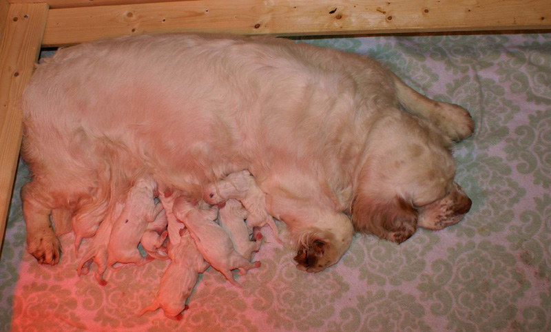 Bea_Reno_pups_1day_e