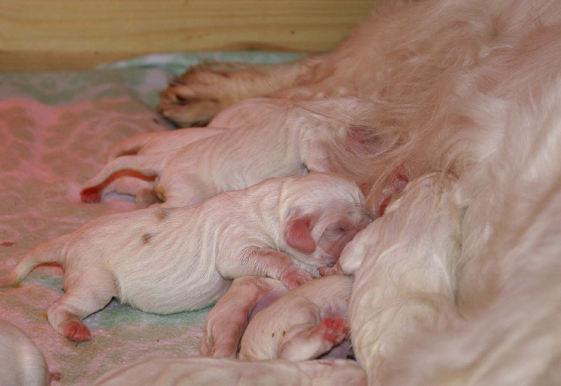 Bea_Reno_pups_3days_c