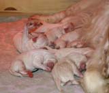 Bea_Reno_pups_1day_d