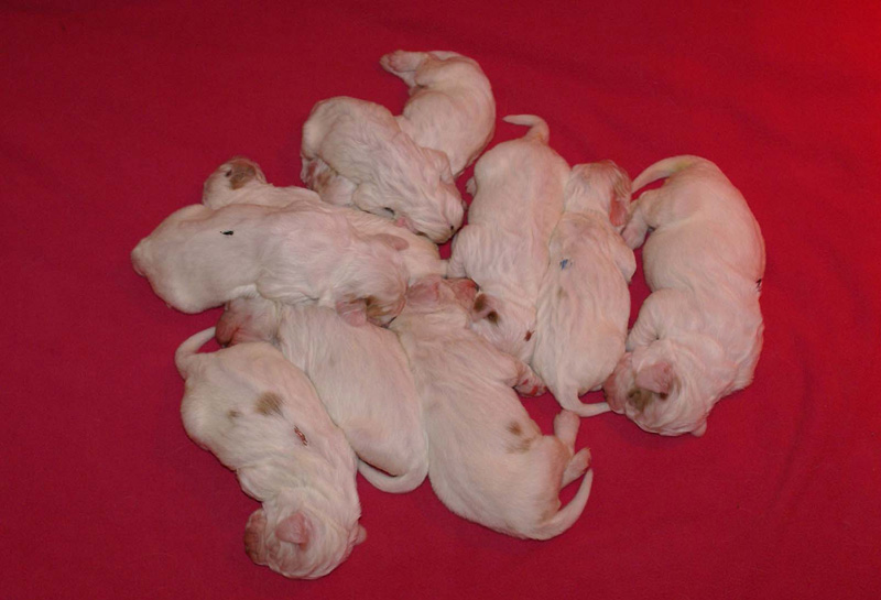 Pups_1week_old_f