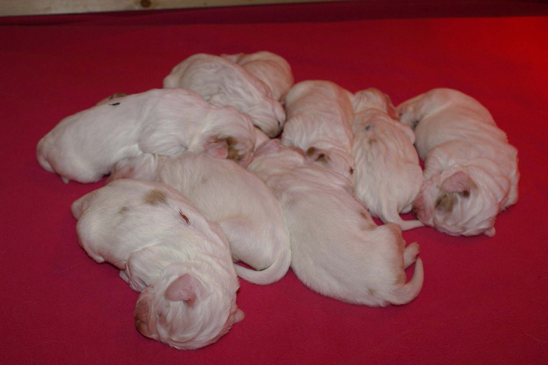 Pups_1week_old_g