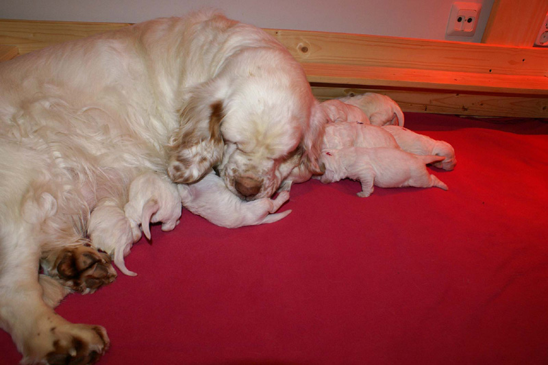 Pups_1week_old_l
