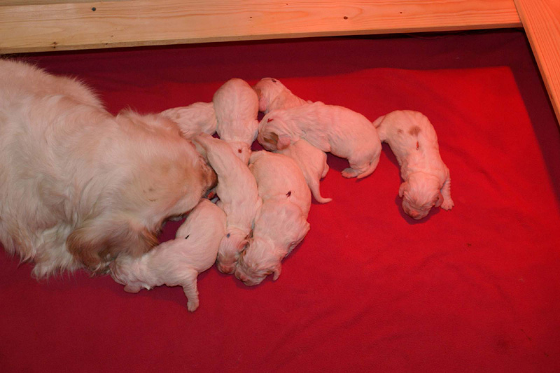 Pups_1week_old_m