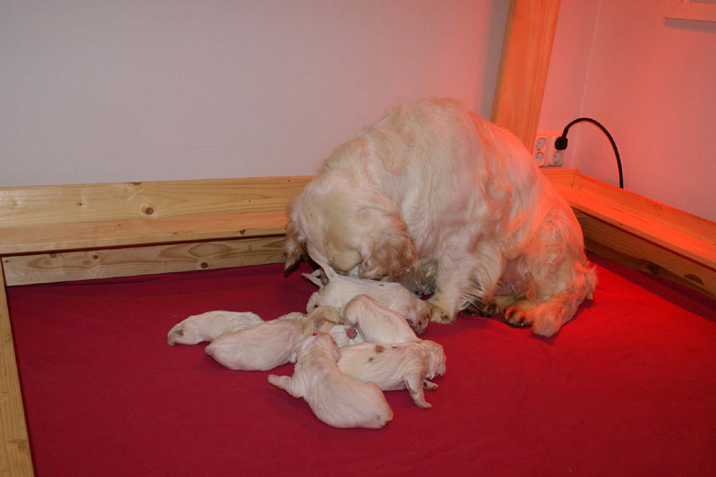 Pups_1week_old_o