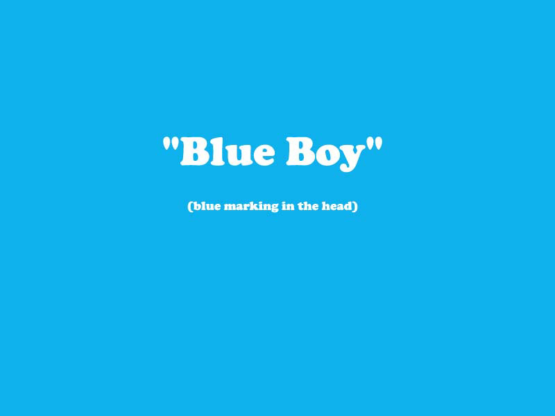 X_BOY_BLUE
