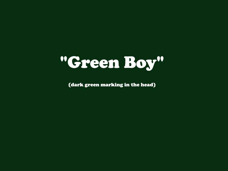X_BOY_GREEN