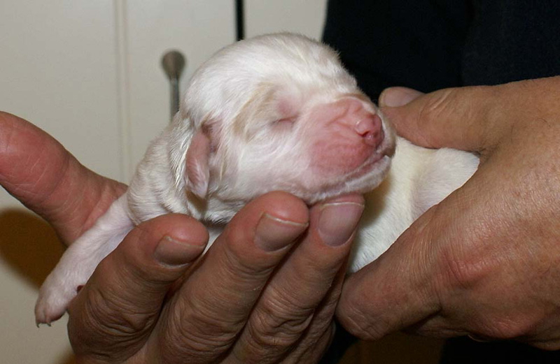 x_Boy_Blue_1week_old_c