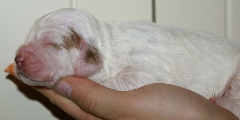 x_Boy_Bronze_1week_old_b