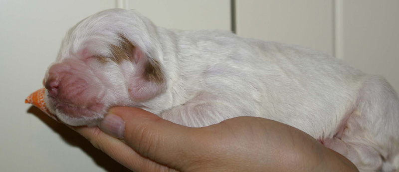 x_Boy_Bronze_1week_old_c