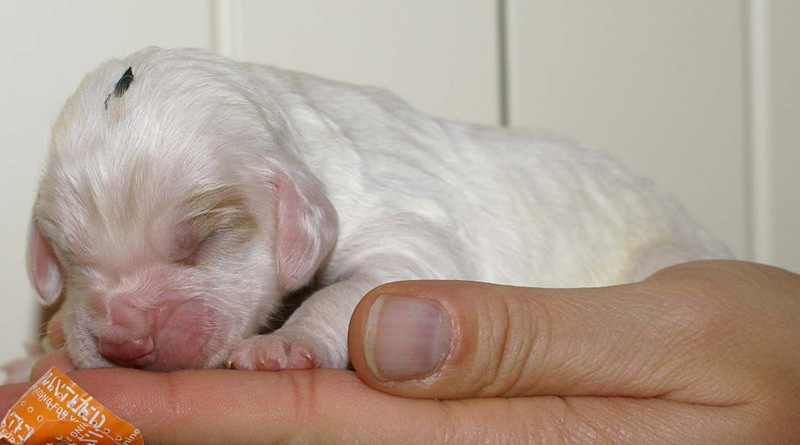 x_Boy_Green_1week_old_a