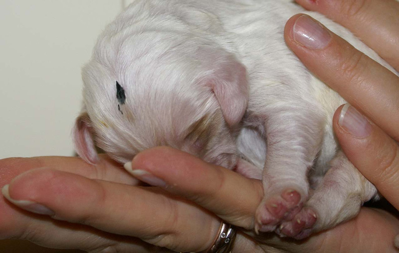 x_Boy_Green_1week_old_b