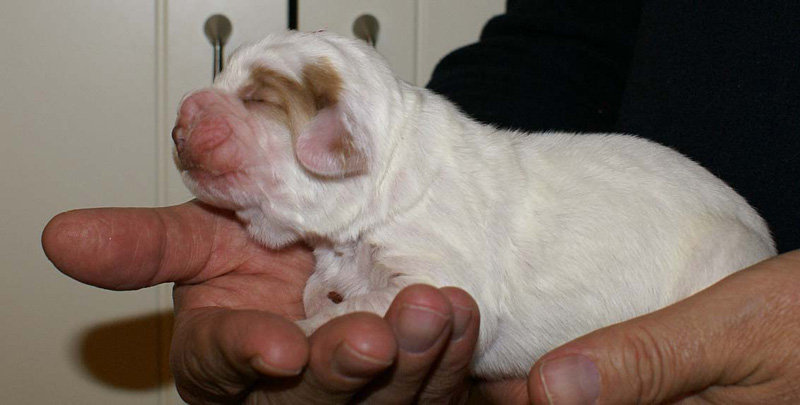 x_Boy_Pink_1week_old_a