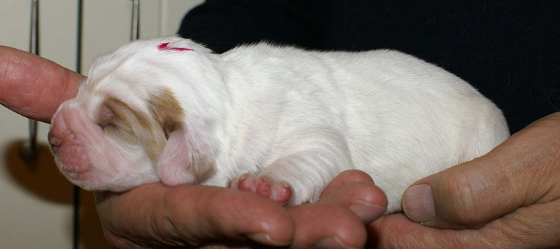 x_Boy_Pink_1week_old_b