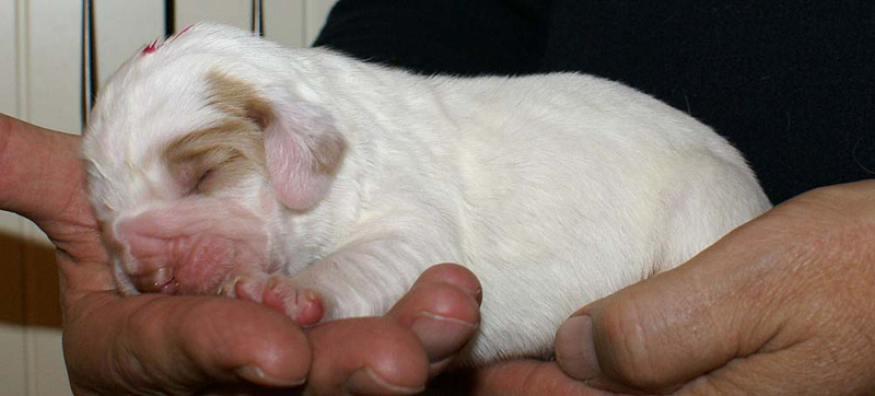 x_Boy_Pink_1week_old_c