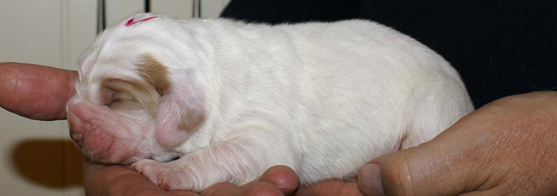 x_Boy_Pink_1week_old_d