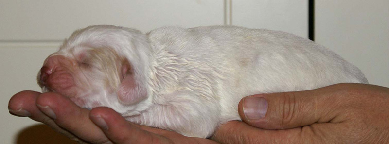 x_Boy_Purple_1week_old_a