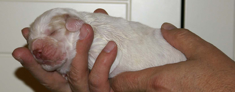 x_Boy_Purple_1week_old_b