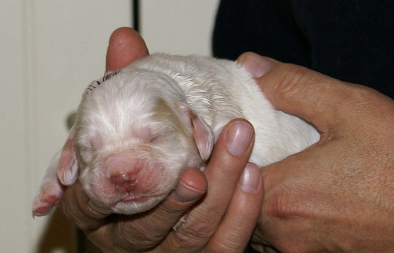 x_Boy_Purple_1week_old_c