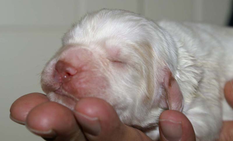 x_Boy_Purple_1week_old_d