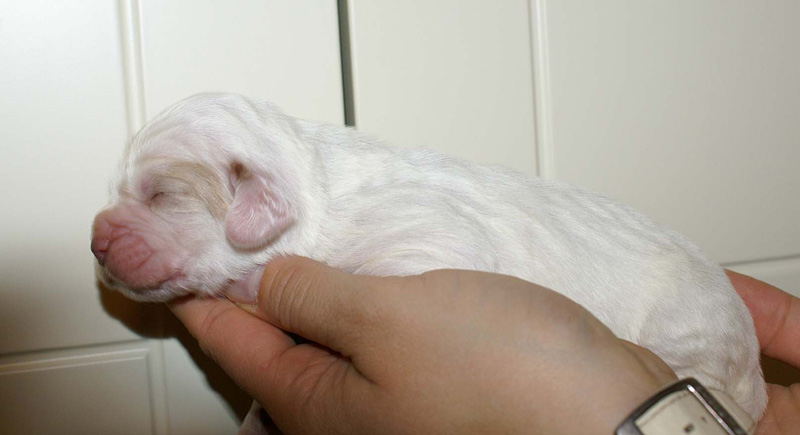 x_Girl_Blue_1week_old_b