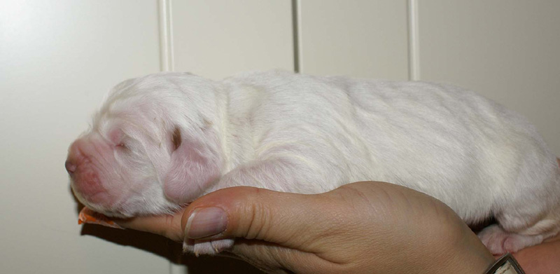 x_Girl_Bronze_1week_old_a