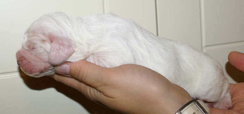 x_Girl_Green_1week_old_a