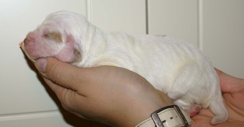 x_Girl_Pink_1week_old_a