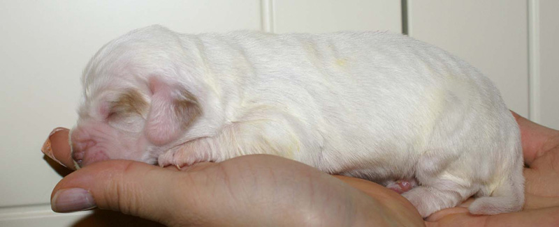 x_Girl_Pink_1week_old_c