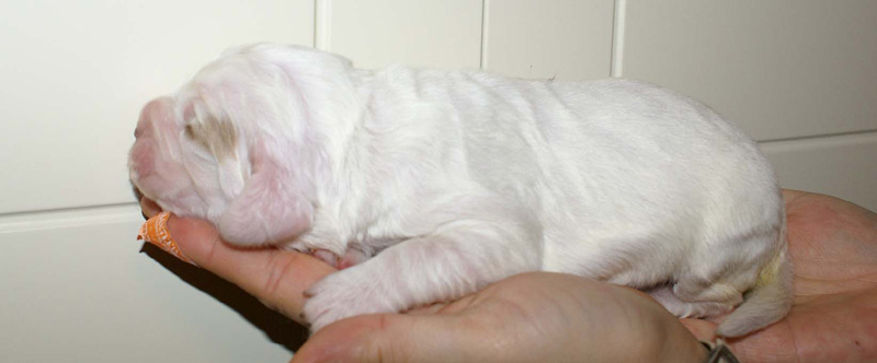 x_Girl_Purple_1week_old_a