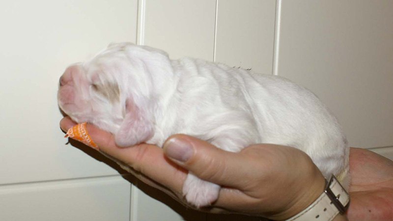 x_Girl_Purple_1week_old_b