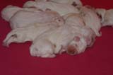 Pups_1week_old_a