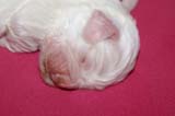 Pups_1week_old_c