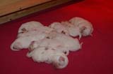 Pups_1week_old_d