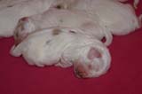 Pups_1week_old_e