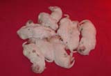Pups_1week_old_f
