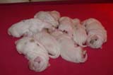 Pups_1week_old_g