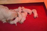 Pups_1week_old_m